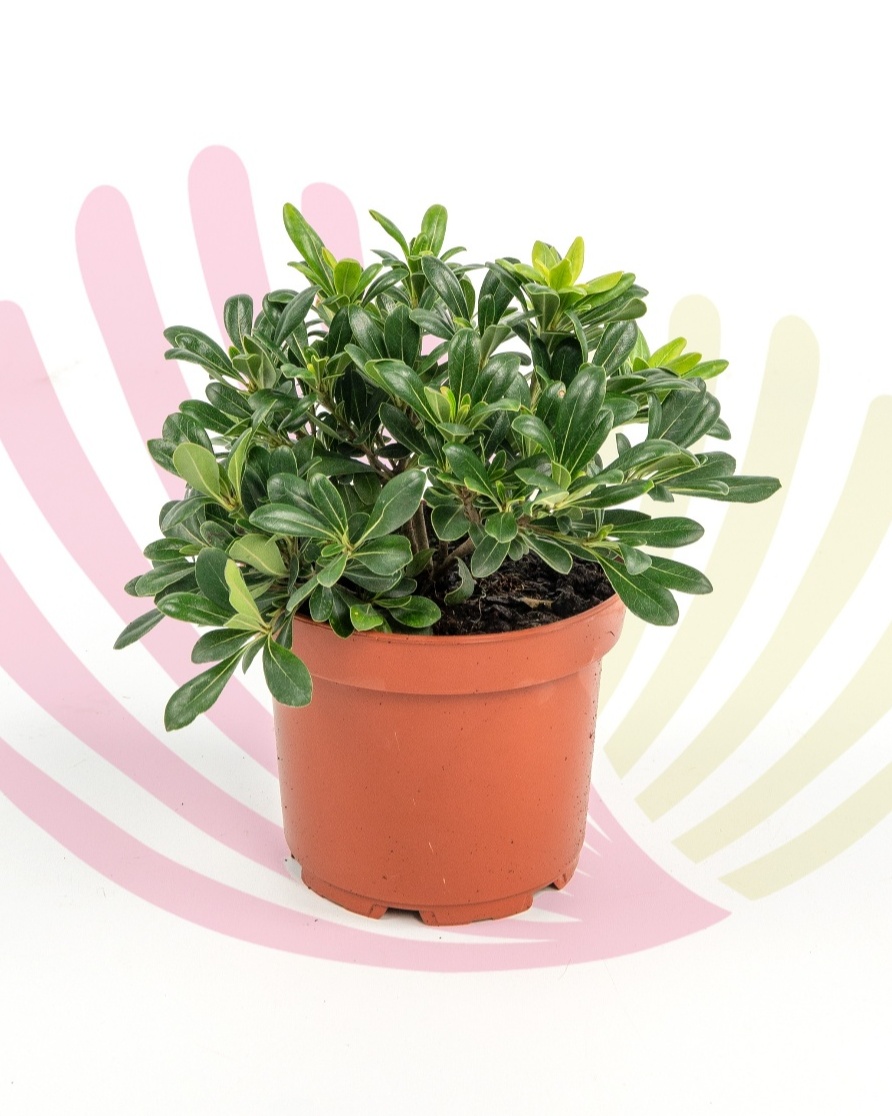 Pittosporum tobira Nana - P203030V0010Z00010